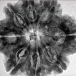 8 Mukhi Rudraksha 29.7mm 7.23gm - Inverse xray
