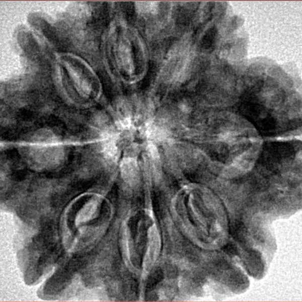 8 Mukhi Rudraksha 29.7mm 7.23gm - Inverse xray