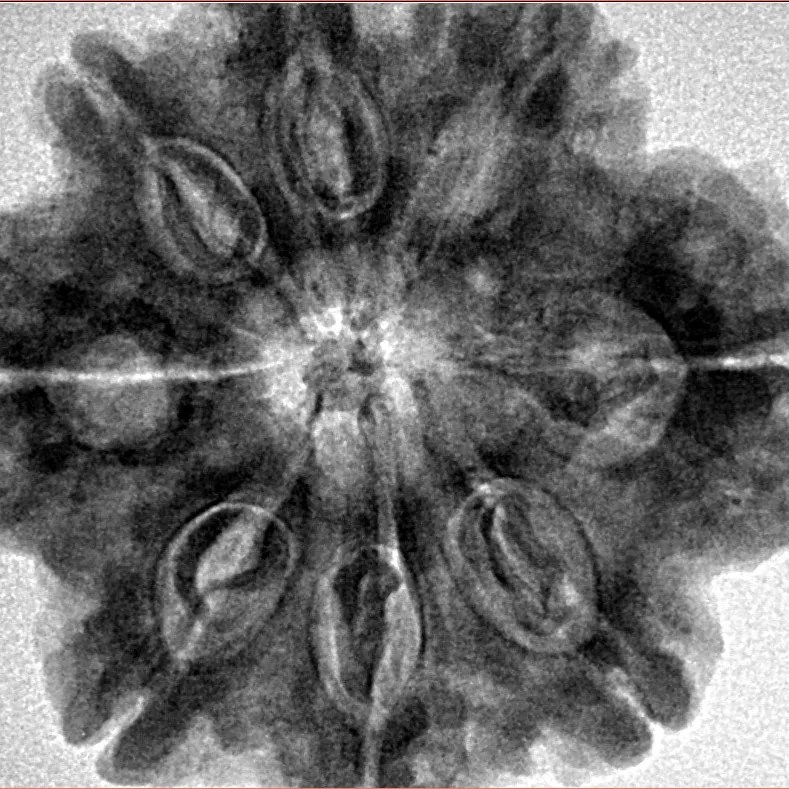 8 Mukhi Rudraksha 29.7mm 7.23gm - Inverse xray