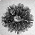 8 Mukhi Rudraksha 23.6mm 3.89gm - Inverse xray