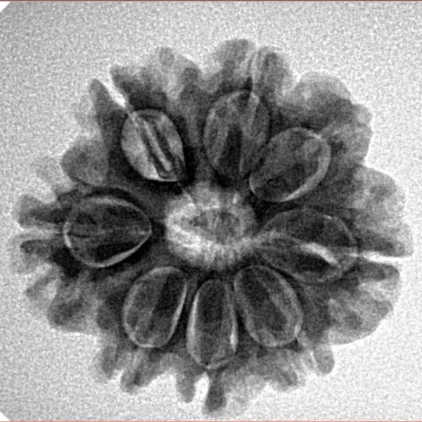 8 Mukhi Rudraksha 23.6mm 3.89gm - Inverse xray