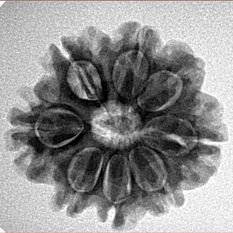 8 Mukhi Rudraksha 23.6mm 3.89gm - Inverse xray