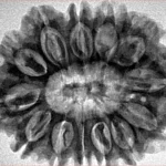 13 Mukhi Rudraksha 31.7mm 6.28gm - Inverse xray