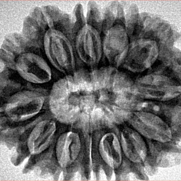 13 Mukhi Rudraksha 31.7mm 6.28gm - Inverse xray