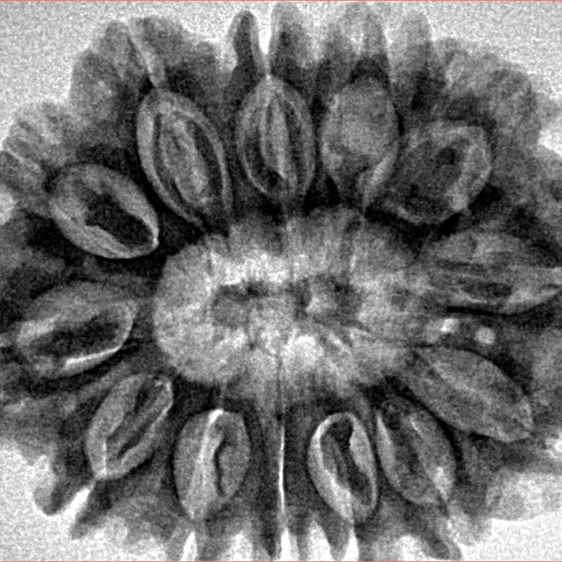 13 Mukhi Rudraksha 31.7mm 6.28gm - Inverse xray