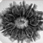 9 Mukhi Rudraksha 28.2mm 6.09gm - Inverse xray