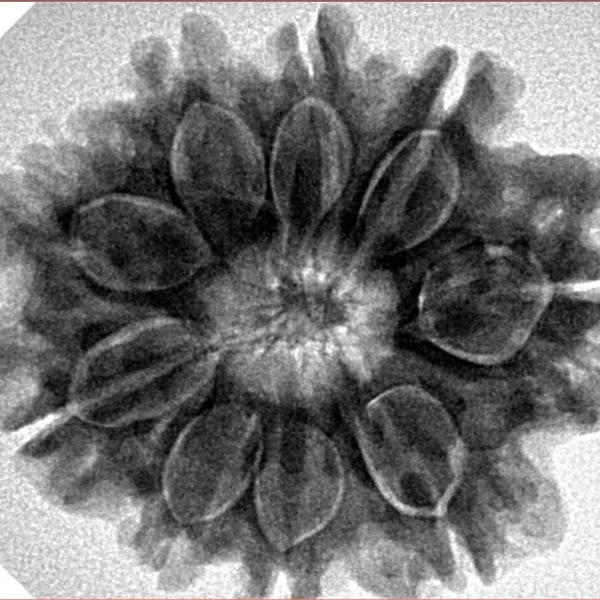9 Mukhi Rudraksha 28.2mm 6.09gm - Inverse xray