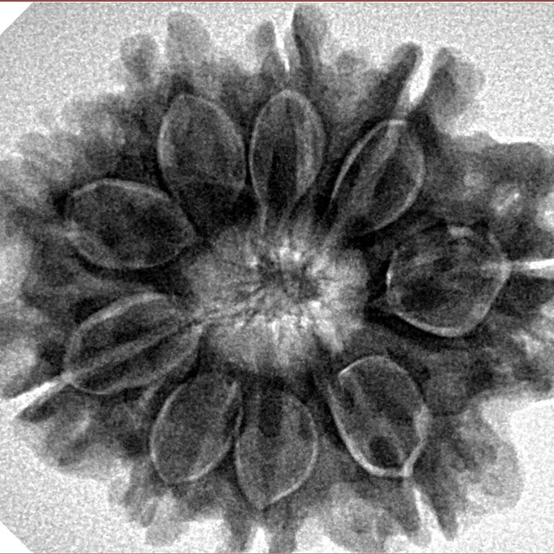 9 Mukhi Rudraksha 28.2mm 6.09gm - Inverse xray