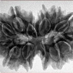 13 MK Gaurishankar 32.3mm 6.6gm - Inverse xray