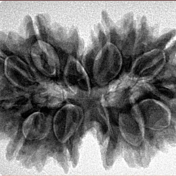 13 MK Gaurishankar 32.3mm 6.6gm - Inverse xray