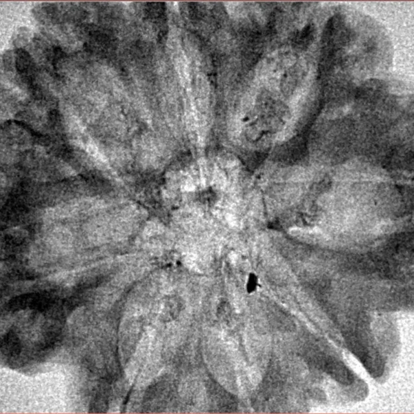 8 Mukhi Rudraksha 31.7mm 4.53gm - Inverse xray