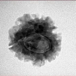 1 Mukhi Rudraksha 21.7mm 2.7gm - Inverse xray