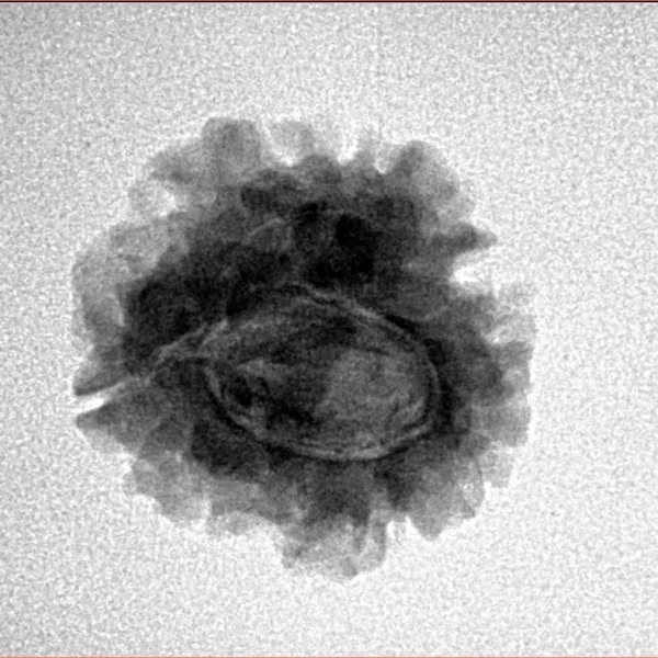 1 Mukhi Rudraksha 21.7mm 2.7gm - Inverse xray