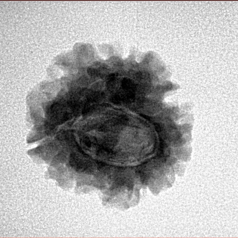 1 Mukhi Rudraksha 21.7mm 2.7gm - Inverse xray