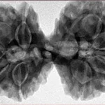 9 MK Gaurishankar 40.2mm 10.22gm - Inverse xray
