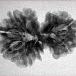 7 MK Gaurishankar 27.1mm 3.91gm - Inverse xray