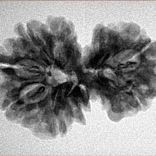 7 MK Gaurishankar 27.1mm 3.91gm - Inverse xray