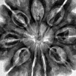 9 Mukhi Rudraksha 31.8mm 7.91gm - Inverse xray