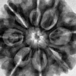 8 Mukhi Rudraksha 28.9mm 6.76gm - Inverse xray