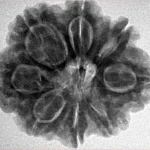 8 Mukhi Rudraksha 27.6mm 6.25gm - Inverse xray