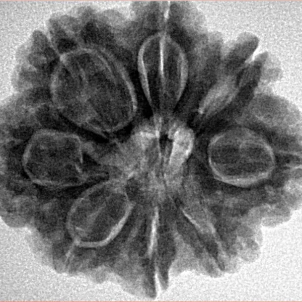 8 Mukhi Rudraksha 27.6mm 6.25gm - Inverse xray