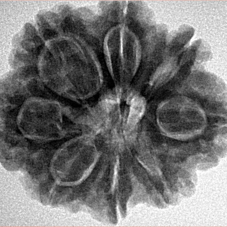 8 Mukhi Rudraksha 27.6mm 6.25gm - Inverse xray