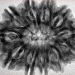 11 Mukhi Rudraksha 31.1mm 6.33gm - Inverse xray