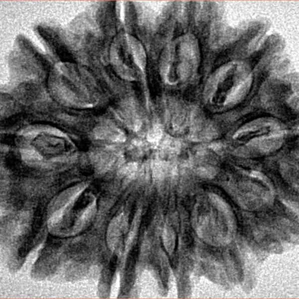 11 Mukhi Rudraksha 31.1mm 6.33gm - Inverse xray