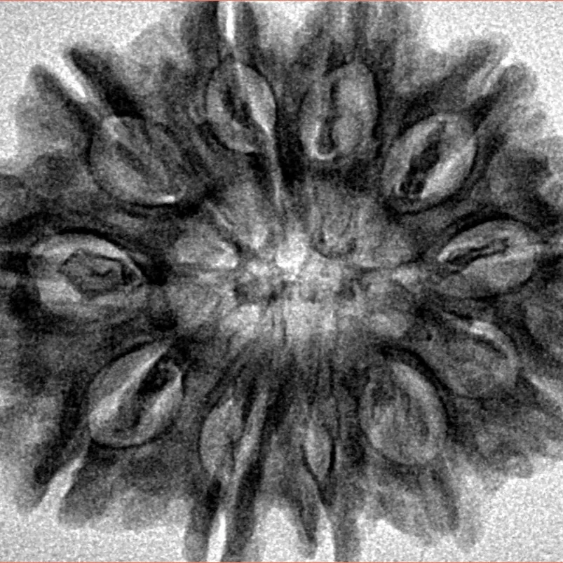 11 Mukhi Rudraksha 31.1mm 6.33gm - Inverse xray