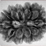 11 MK Gaurishankar 29.5mm 5.66gm - Inverse xray