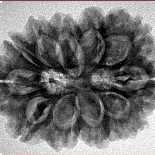 11 MK Gaurishankar 29.5mm 5.66gm - Inverse xray