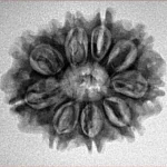 10 Mukhi Rudraksha 24.7mm 3.37gm - Inverse xray