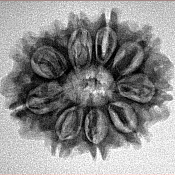 10 Mukhi Rudraksha 24.7mm 3.37gm - Inverse xray