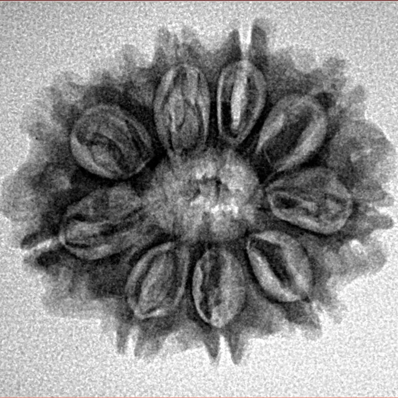 10 Mukhi Rudraksha 24.7mm 3.37gm - Inverse xray