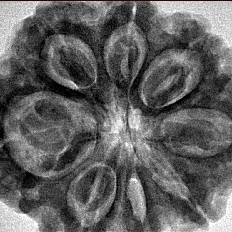 8 Mukhi Rudraksha 32.5mm 8.29gm - Inverse xray