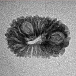 17 Mukhi Rudraksha 19.9mm 0.9gm - Inverse xray