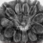 11 Mukhi Rudraksha 30.7mm 7.88gm - Inverse xray