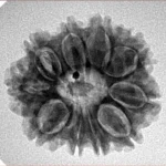 10 Mukhi Rudraksha 23.3mm 3.85gm - Inverse xray