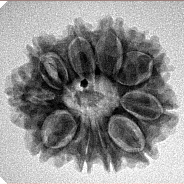 10 Mukhi Rudraksha 23.3mm 3.85gm - Inverse xray