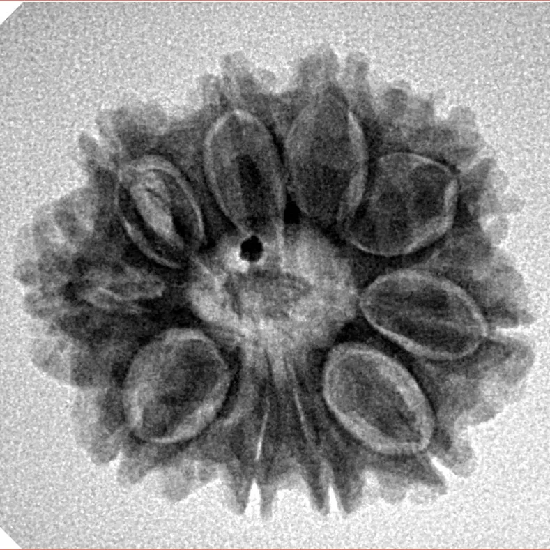 10 Mukhi Rudraksha 23.3mm 3.85gm - Inverse xray