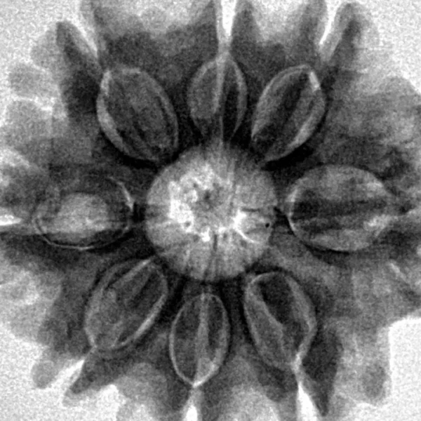8 Mukhi Rudraksha 27.2mm 6.37gm - Inverse xray