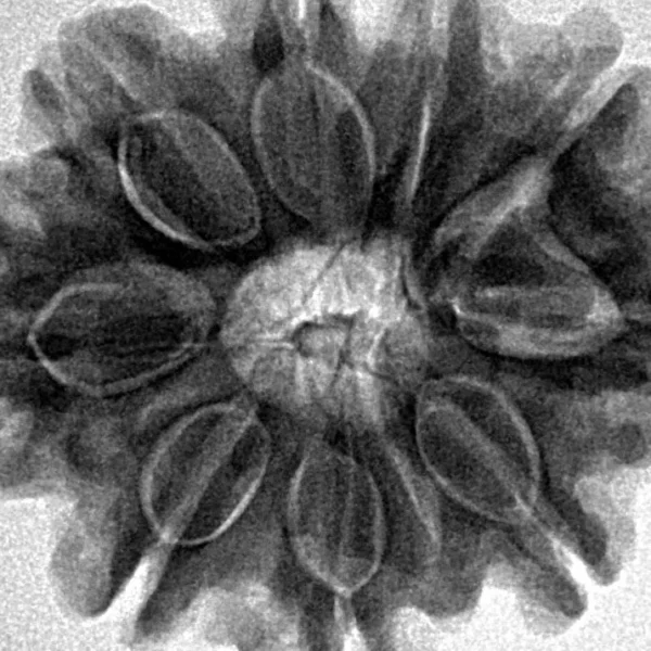 9 Mukhi Rudraksha 29.9mm 6.83gm - Inverse xray