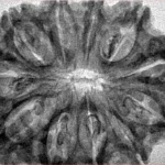 11 Mukhi Rudraksha 33.8mm 6.17gm - Inverse xray