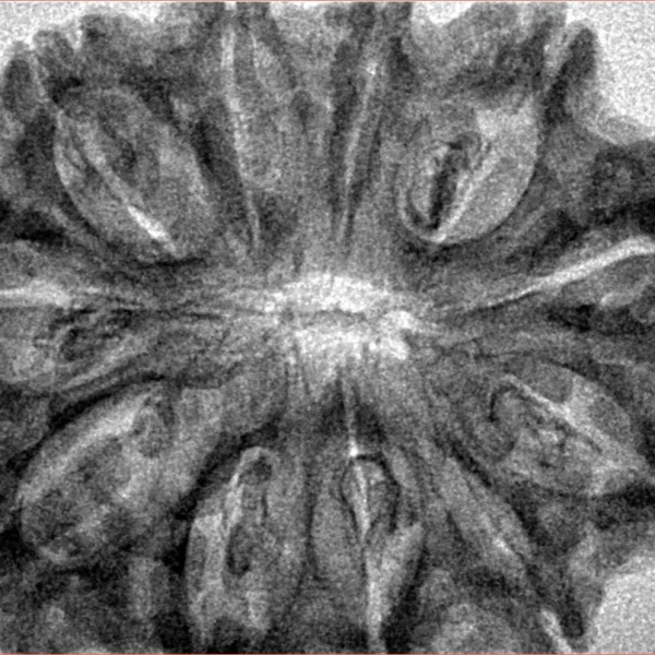 11 Mukhi Rudraksha 33.8mm 6.17gm - Inverse xray