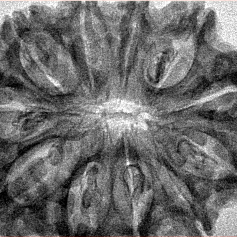 11 Mukhi Rudraksha 33.8mm 6.17gm - Inverse xray