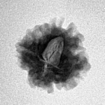 1 Mukhi Rudraksha 18.3mm 1.74gm - Inverse xray