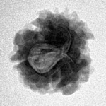 1 Mukhi Rudraksha 18.3mm 2.13gm - Inverse xray