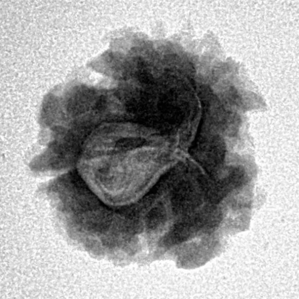 1 Mukhi Rudraksha 18.3mm 2.13gm - Inverse xray