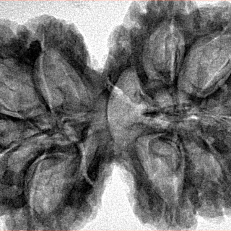 10 Mk Gaurishankar 38.3mm 8.2gm - Inverse xray