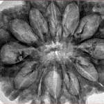 12 Mukhi Rudraksha 34.3mm 6.36gm - Inverse xray